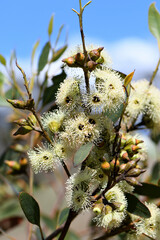 Creamy yellow blossoms of the Australian native Ridge Fruited Mallee, Eucalyptus angulosa, family Myrtaceae. Coastal distribution from Kangaroo Island to Albany, WA. Indigenous name is Kwaral - 467387259