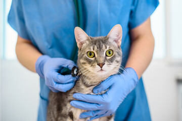 Female veterinarian doctor is examining a cat with stethoscope