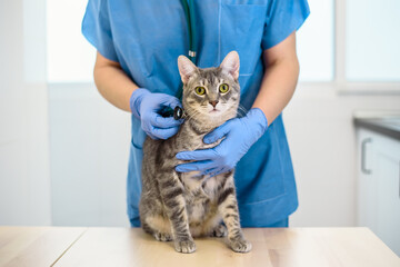 Female veterinarian doctor is examining a cat with stethoscope