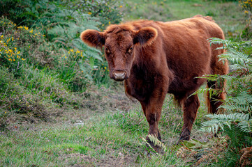 Brown cow