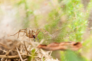Agelena labyrinthica spider
