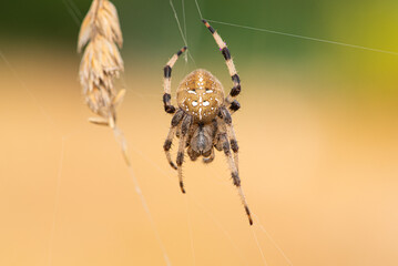 European garden spider (Araneus diadematus)