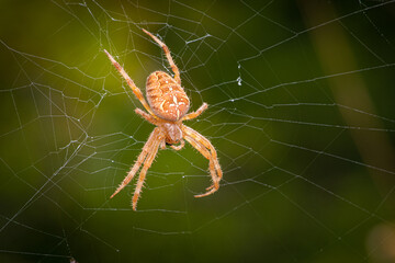 European garden spider (Araneus diadematus)