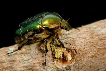 Green rose chafer (Cetonia aurata)