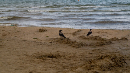 dogs on the beach