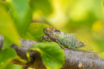 Green cicada