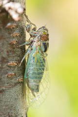 Green cicada