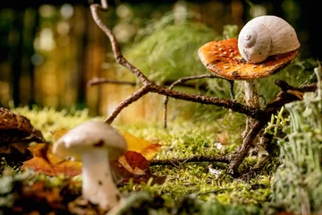  Fairy tale ambiance magical autumn forest background © Natasha Breen