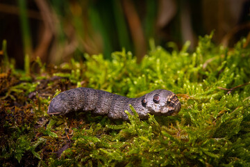Small elephant hawk moth (Deilephila porcellus), caterpillar