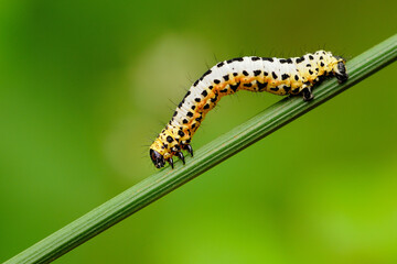 Caterpillar yellow and white