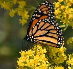 Monarch butterfly