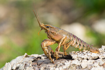 Spinycheek crayfish (Faxonius limosus) closeup
