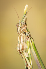 Conehead mantis (Empusa pennata) female
