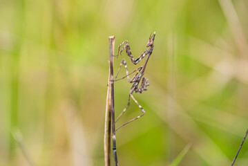 Conehead mantis (Empusa pennata) juvenile