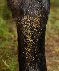 Parasitic Botfly eggs on the inside of a horse's lower front leg, attached to the hairs - 467391009