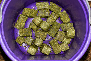 Green Alfalfa-timothy cubes in a purple bucket, ready to be soaked with water prior to feeding to a horse; alfalfa is a protein dense forage for horses