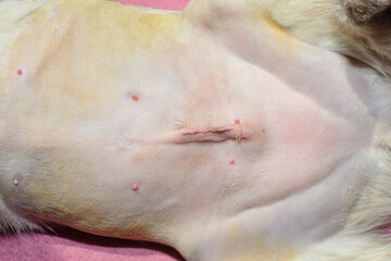 View of a young female cat's shaved belly with spay surgery stitches visible one day after the procedure