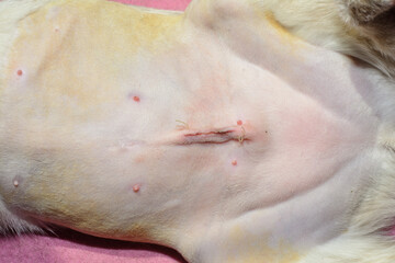 View of a young female cat's shaved belly with spay surgery stitches visible one day after the...