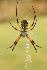 Beautiful Black and Yellow Garden Spider, Argiope aurantia, on her web