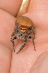 Beautiful adult female Phidippus cardinalis, Cardinal jumping spider,  resting in the palm of a hand