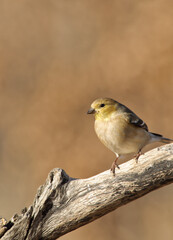American Gold Finch in winter plumage perched on a dry stick with muted winter background