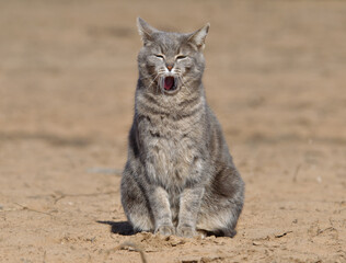 Blue tabby cat sitting on bare ground on a sunny winter day, yawning