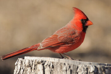 Northern Cardinal male perched on the top of a tree stump; with muted beige winter background