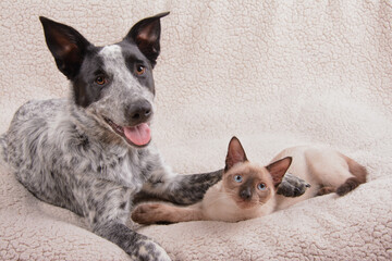 Young black and white spotted dog and a young Siamese cat resting on a blanket
