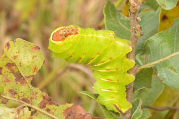 Closeup of a Polyphemus moth caterpillar resting on an Oak shrub before continuing to eat and grow
