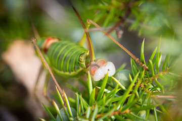 Bush cricket Ephippiger diurnus female with a spermatophore