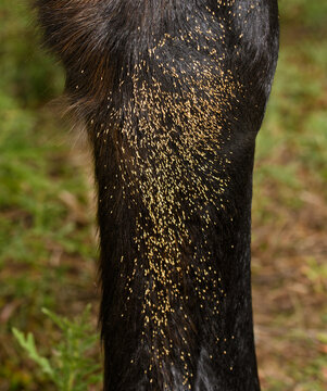 Parasitic Botfly eggs on the inside of a horse's lower front leg, attached to the hairs