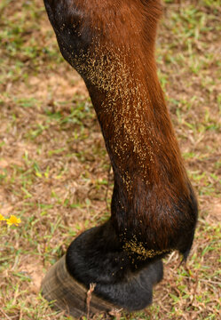 Tiny, light colored, parasitic Botfly eggs on the inside of a red bay horse's lower front leg, attached to the hairs; focus on the topmost large group of eggs