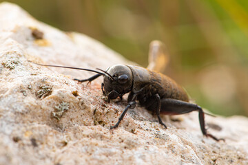European field cricket (Gryllus campestris)