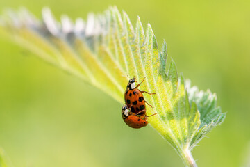 Asian ladybeetle (Harmonia axyridis) mating on a white bachground