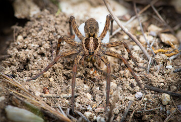 Wolf spider (Hogna radiata) with cocoon