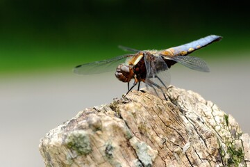Scarce chaser (Libellula fulva)