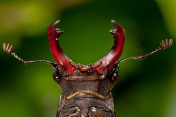European stag beetle (Lucanus cervus) male head detail
