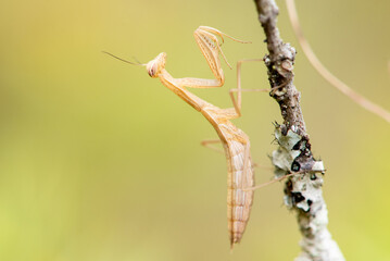 European praying mantis (Mantis religiosa)