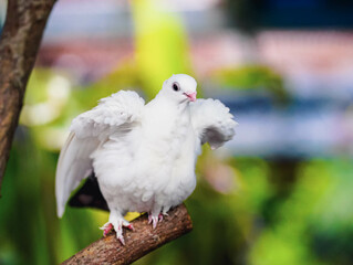 white pigeon on a tree
