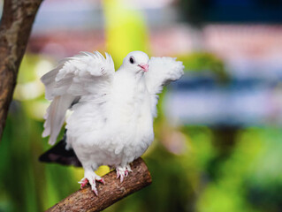white pigeion on the tree