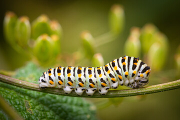 Old World swallowtail butterfly (Papilio machaon), side closeup