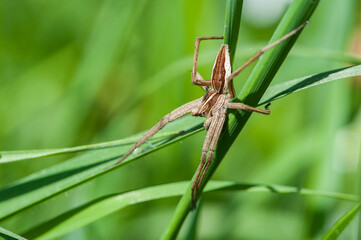 Nursery web spider (Pisaura mirabilis)
