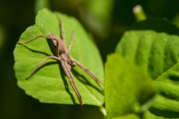 Nursery web spider (Pisaura mirabilis)