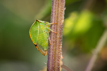 Buffalo treehopper (Stictocephala bisonia)