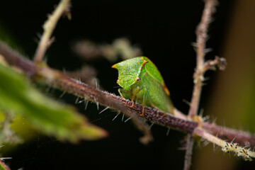 Buffalo treehopper (Stictocephala bisonia)