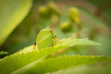 Buffalo treehopper (Stictocephala bisonia)