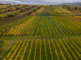 Jesienny krajobraz winnic mad Mozelą w Niemczech. - obrazy, fototapety, plakaty