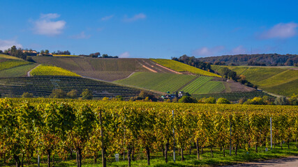 Jesień w winnicach nad Mosel (Mozelą) przy zbiorze winogron. © slawjanek