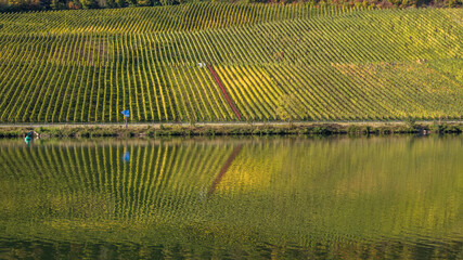Jesień w winnicach nad Mosel (Mozelą) przy zbiorze winogron. © slawjanek