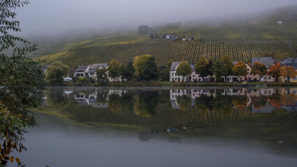 Jesień w winnicach nad Mosel (Mozelą) przy zbiorze winogron. © slawjanek